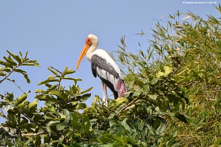 Painted Stork, Madiwala Lake, Bangalore