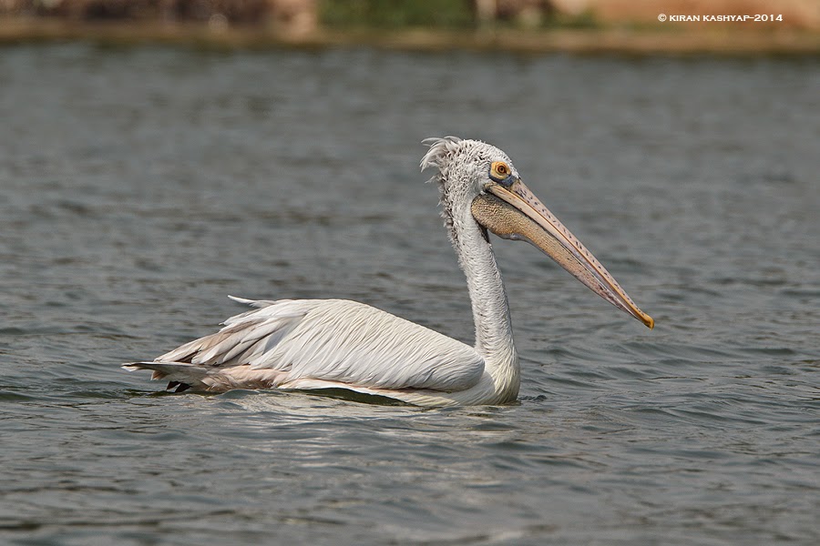 An Elegant look, Madiwala Lake, Bangalore