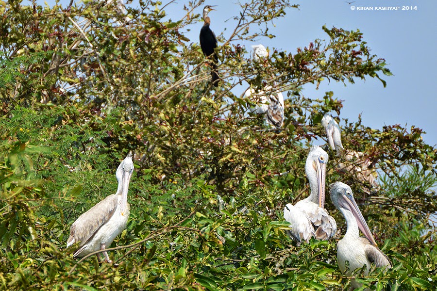 Pelicans Roosting, Madiwala Lake, Bangalore