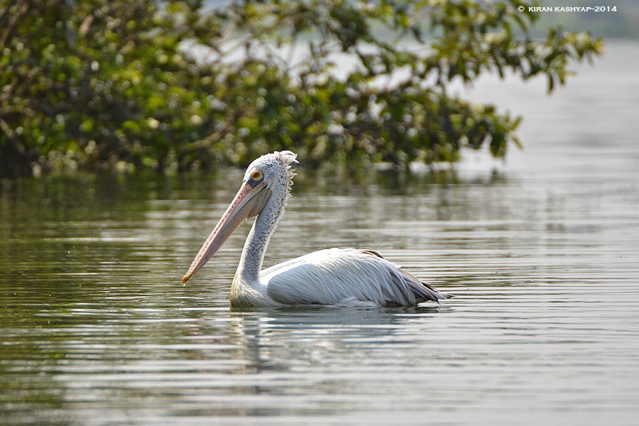 Pelican Roosting, Madiwala Lake, Bangalore