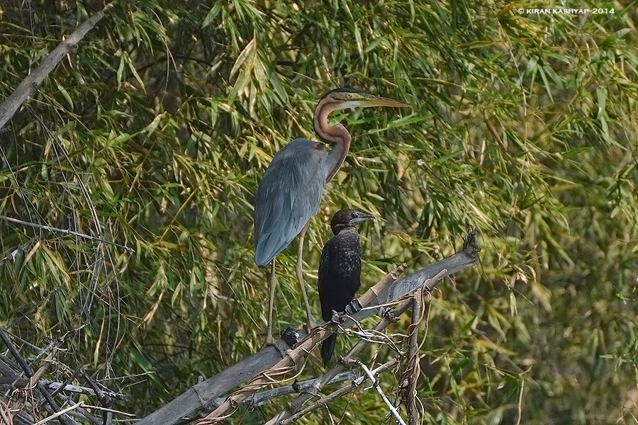 Purple Heron with little cormorant, a perspective shot, Madiwala Lake, Bangalore