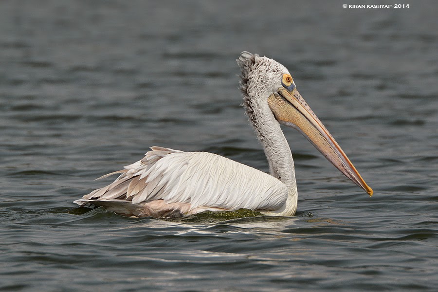 Spot Billed Pelican-Juvenile, Madiwala Lake, Bangalore