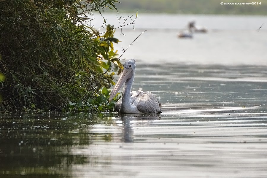 Spot Billed Pelican, Madiwala Lake, Bangalore