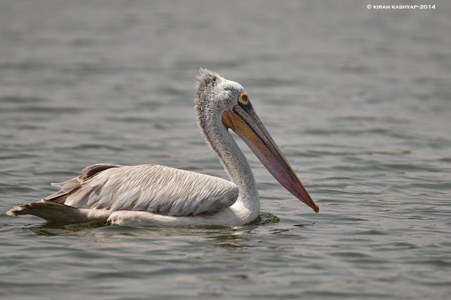 Spot Billed Pelican, Madiwala Lake, Bangalore