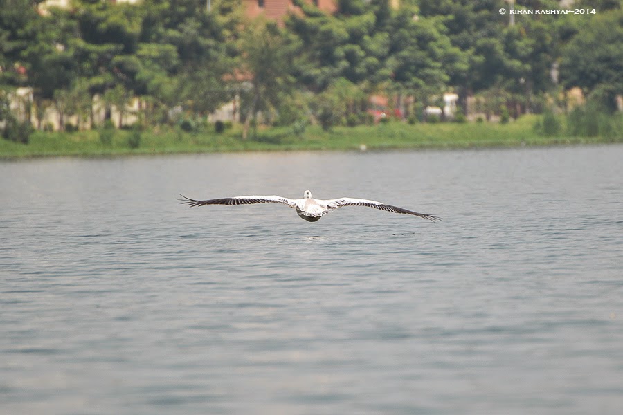The Flight shot of Pelican, Madiwala Lake, Bangalore