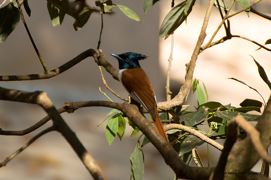 APFC Pale Morph, Nandi Hills, Bangalore