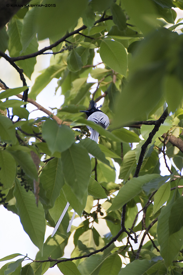 Asian Paradise Flycatcher Male, Nandi Hills, Bangalore