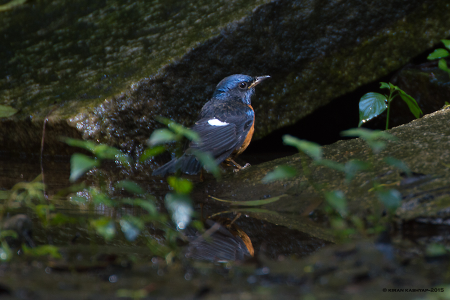 Blue Capped Rock Thrush enjoying the dip, Nandi Hills, Bangalore