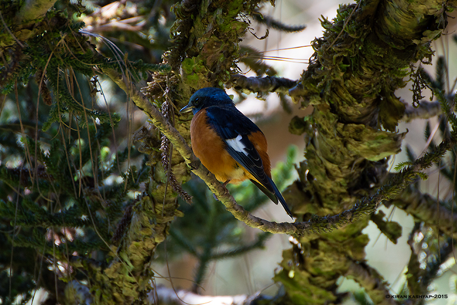 Blue Capped Rock Thrush, Nandi Hills, Bangalore