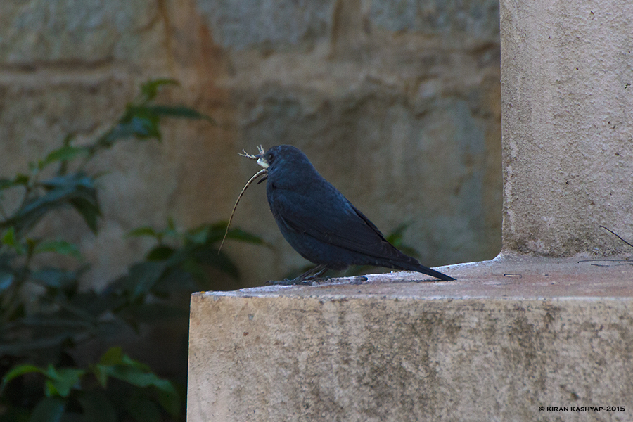 Blue Rock Thrush with a garden lizard kill, Nandi Hills, Bangalore