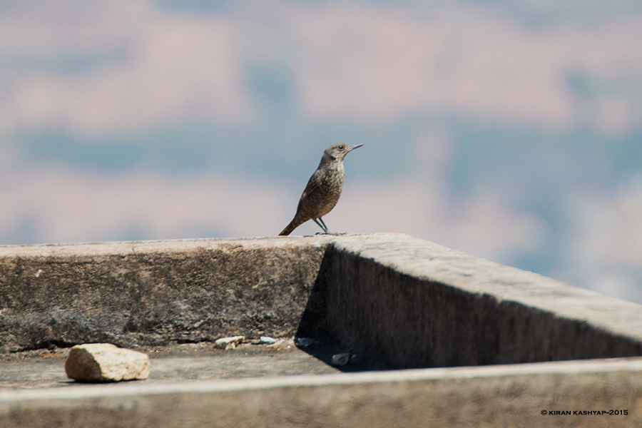 Blue Rock Thrush, Nandi Hills, Bangalore