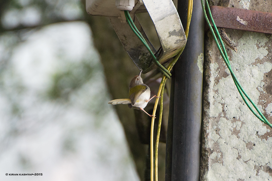 Common Tailor Bird Inspection for nesting, Nandi Hills,Bangalore