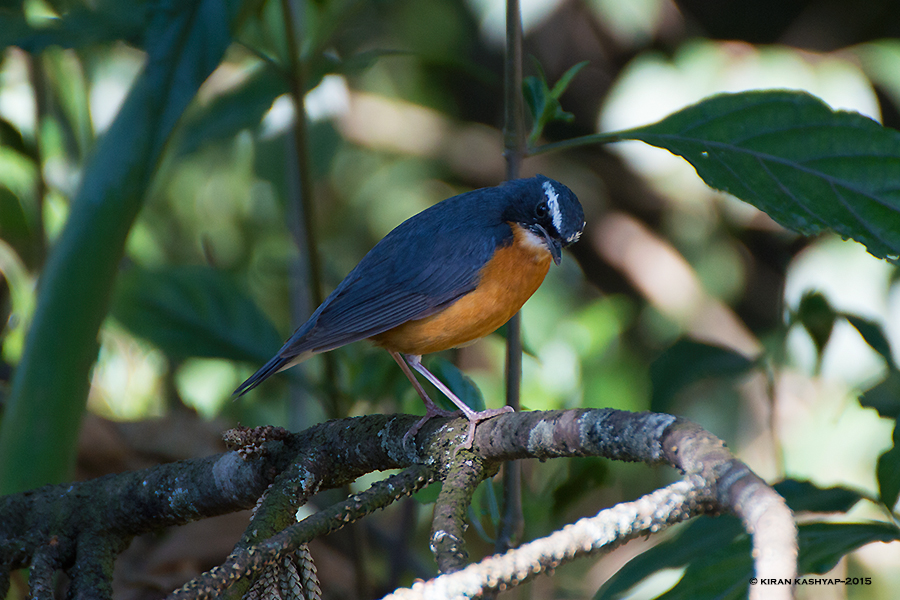 Indian Blue Robin, Nandi Hills, Bangalore