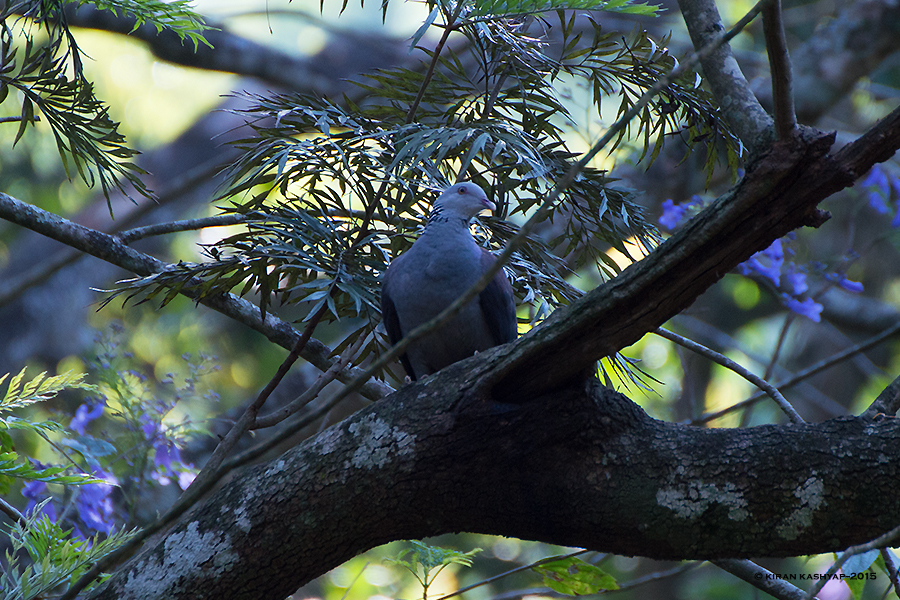 Nilgiri Wood Pigeon with a purple jacaranda backdrop., Nandi Hills, Bangalore