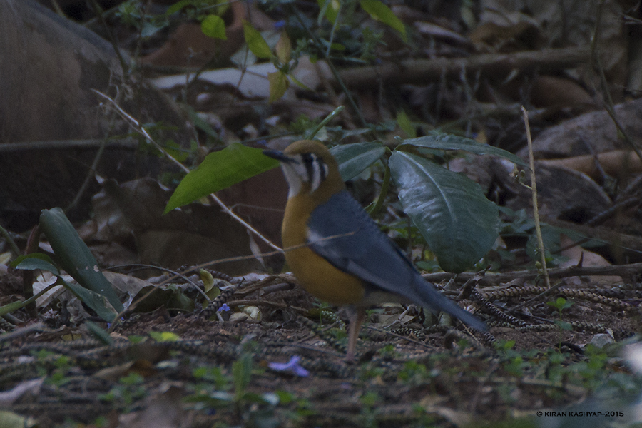 Orange Headed Thrush, Nandi Hills, Bangalore