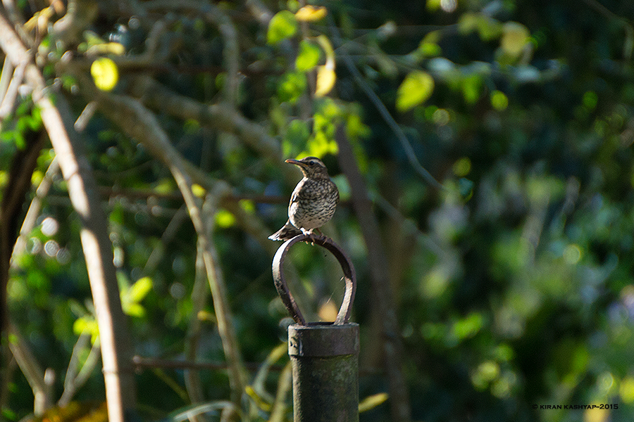 Pied Thrush Female, Nandi Hills, Bangalore