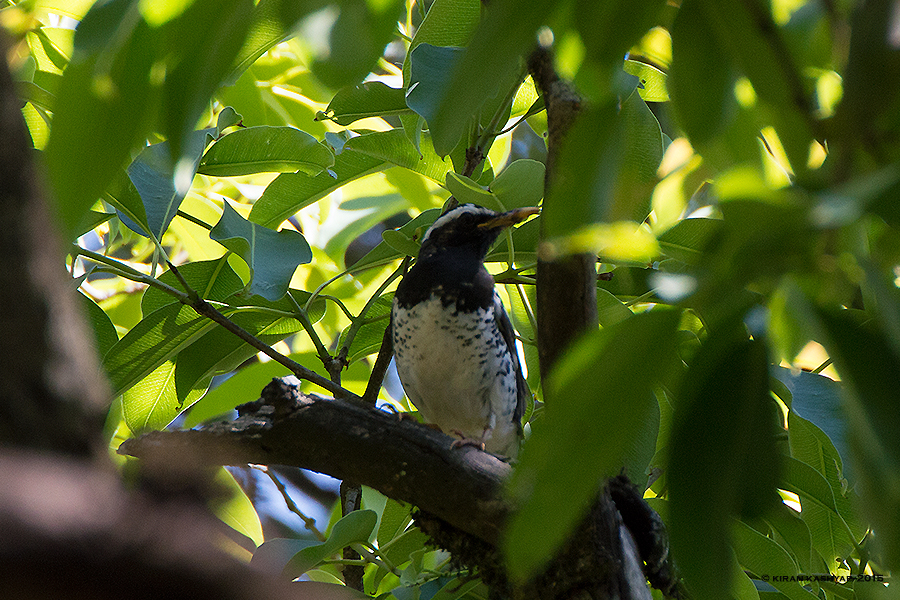 Pied Thrush male, Nandi Hills Bangalore