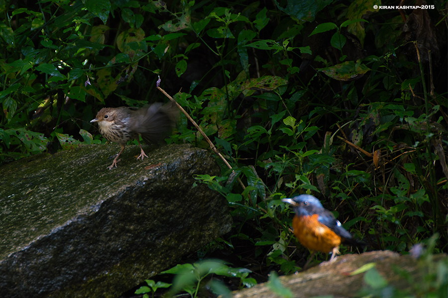 Puff Throated Babbler preening. Blue Capped Rock thrush waiting to plunge, Nandi Hills, Bangalore
