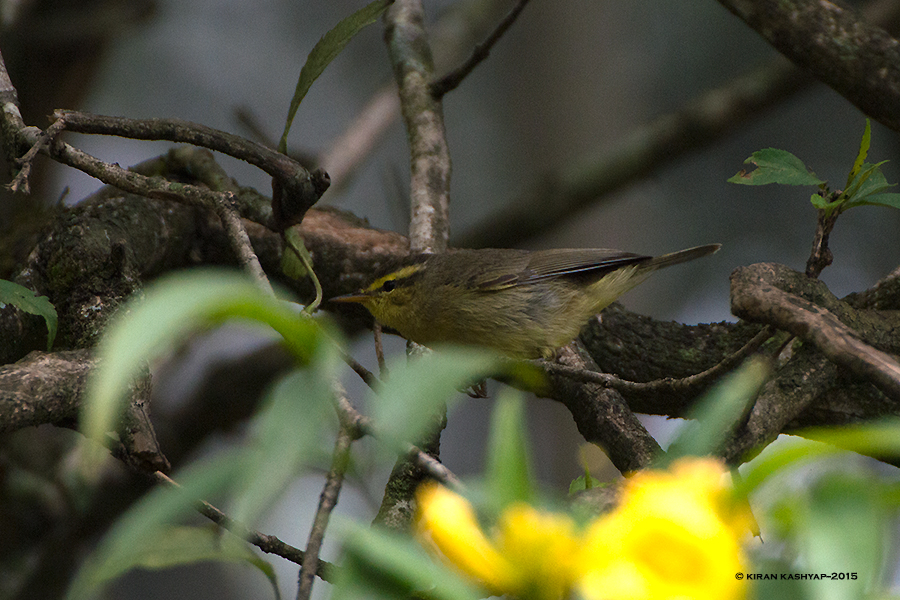 Tickel's leaf Warbler, Nandi Hills, Bangalore