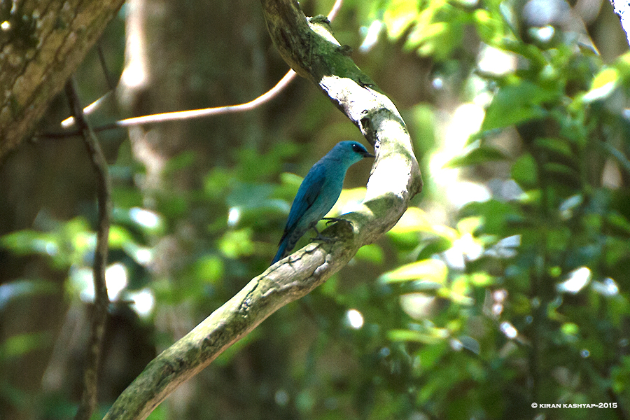 Verditer Flycatcher, Nandi Hills, Bangalore