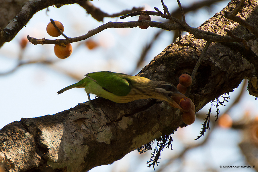 White Cheeked Barbet with a fruit, Nandi Hills, Bangalore