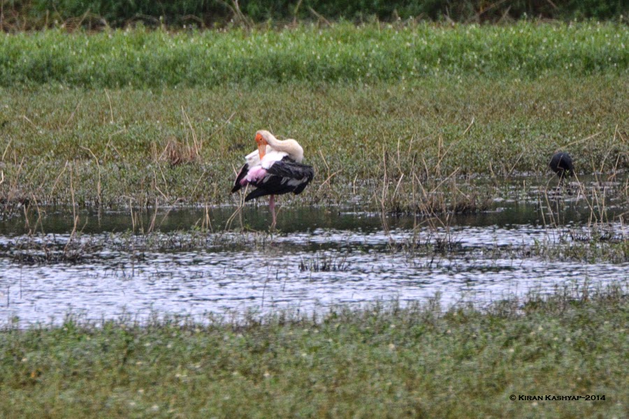 A Painted Stork, Agara Lake, Bangalore