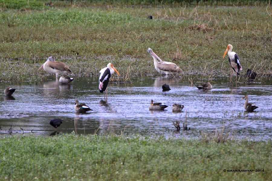 A typical Lake habitat.!, Agara Lake, Bangalore