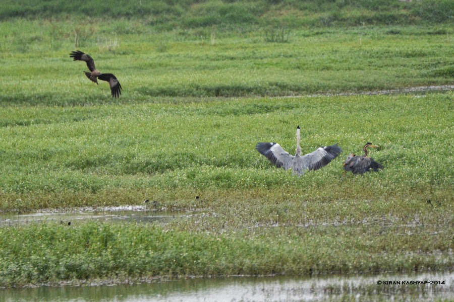 An Attack, Agara Lake, Bangalore