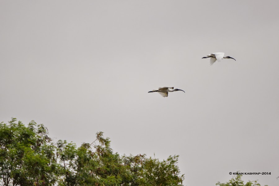 Black Ibis, Agara Lake, Bangalore