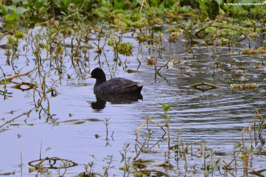 Eurasian Coot, Agara Lake, Bangalore