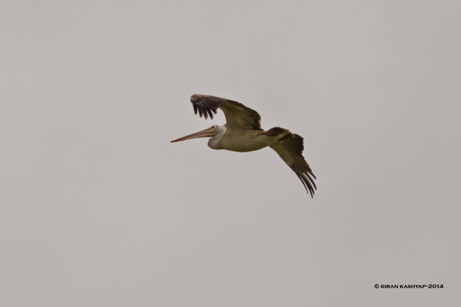 Flight of Hercules, Agara Lake, Bangalore