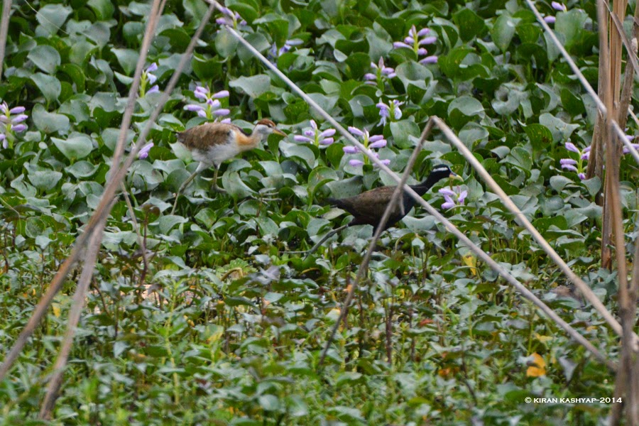 Juv and Adult Bronze winged Jacana, Agara Lake,Bangalore