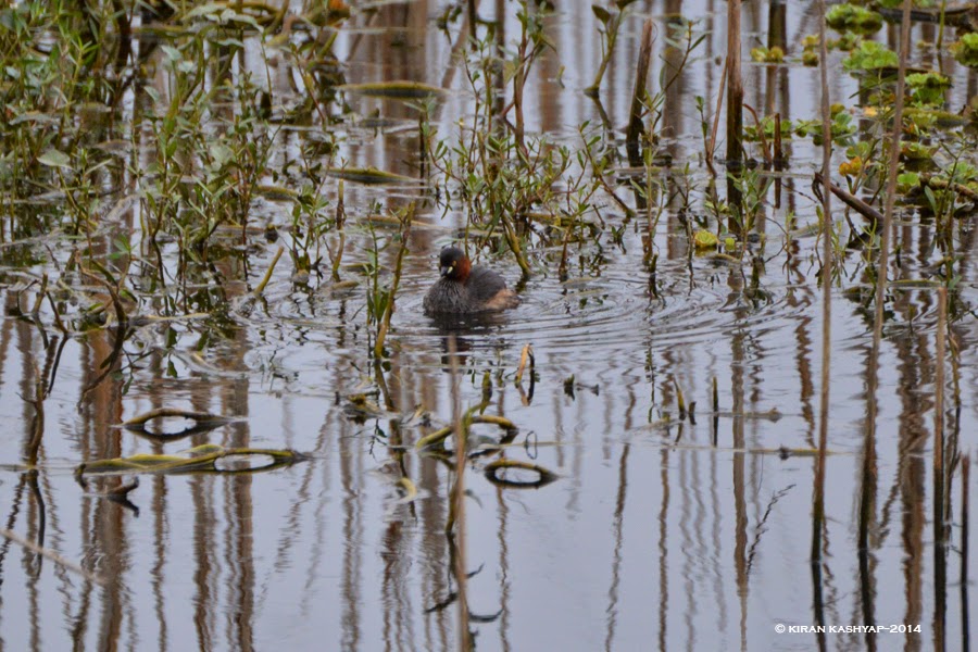 Little Grebe, Agara Lake, Bangalore