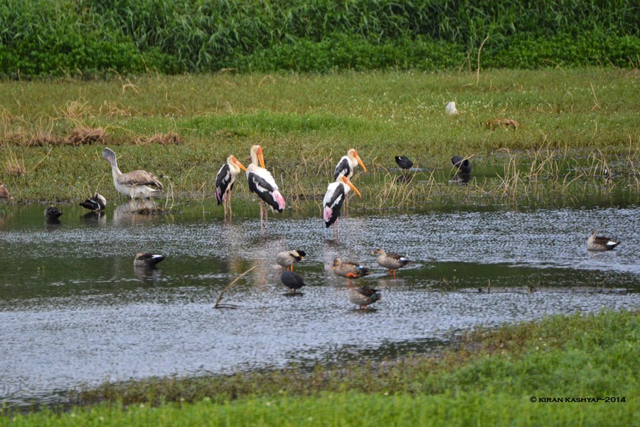 Peace Summit, Agara Lake, Bangalore