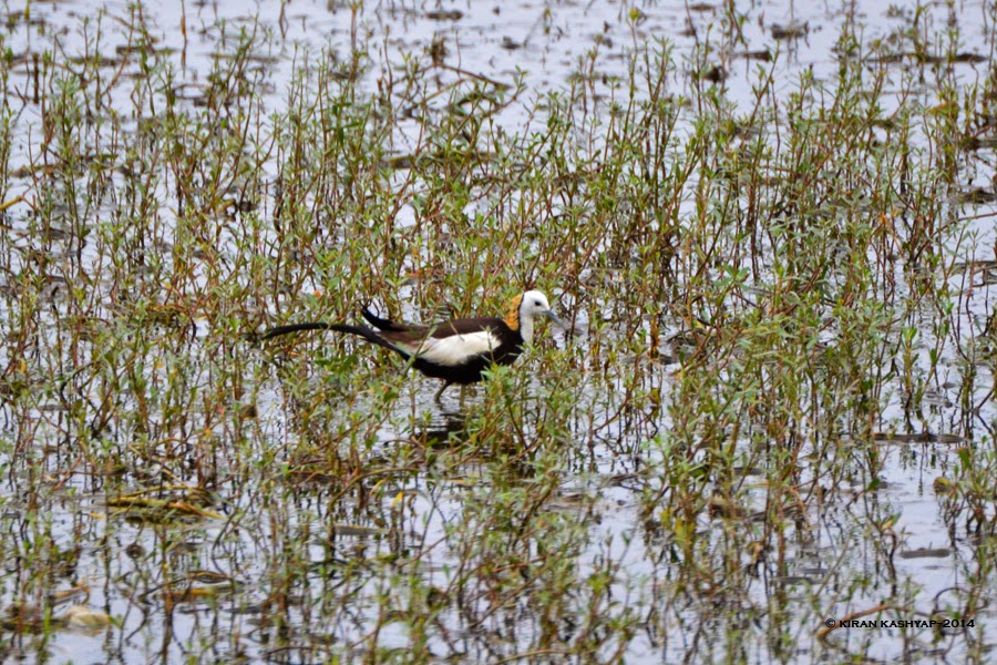 Pheasant Tailed Jacana, Agara Lake, Bangalore