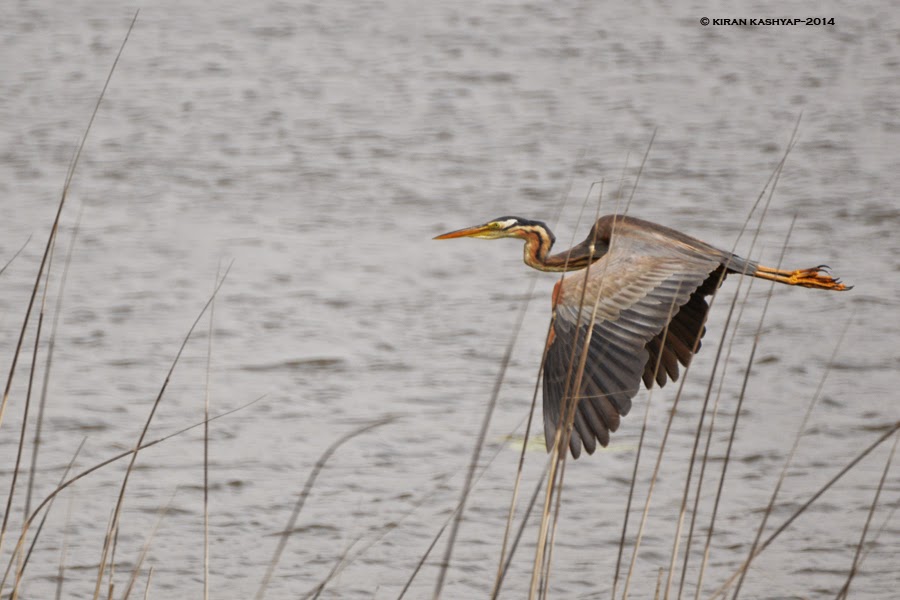 Purple Heron flight, Agara Lake, Bangalore