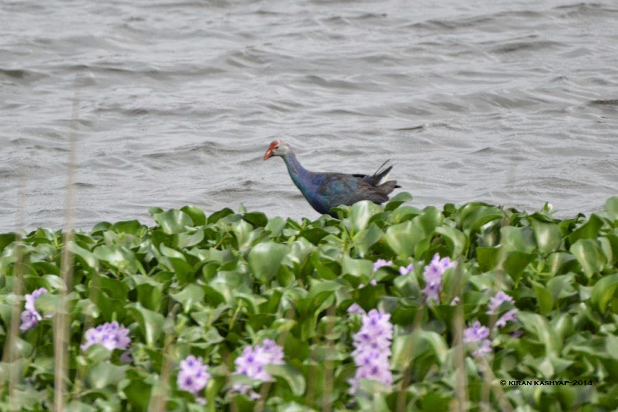 Purple Swamphen, Agara Lake, Bangalore