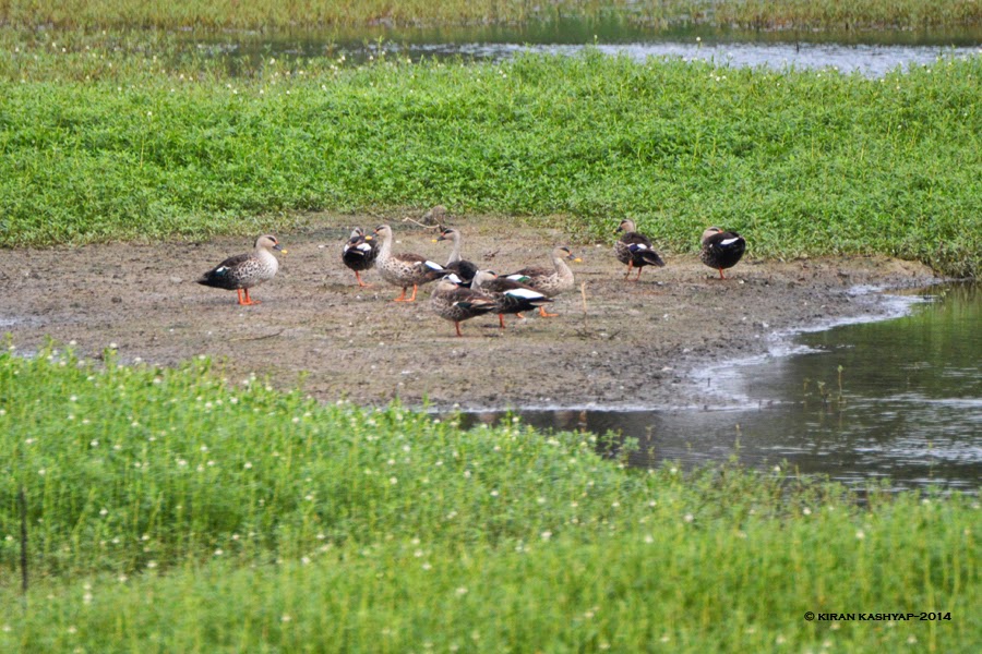 Spot Billed Ducks, Agara Lake, Bangalore