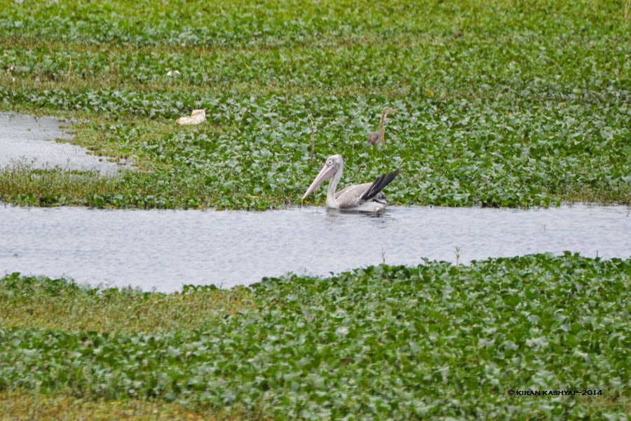 Spot Billed Pelican, Agara Lake, Bangalore