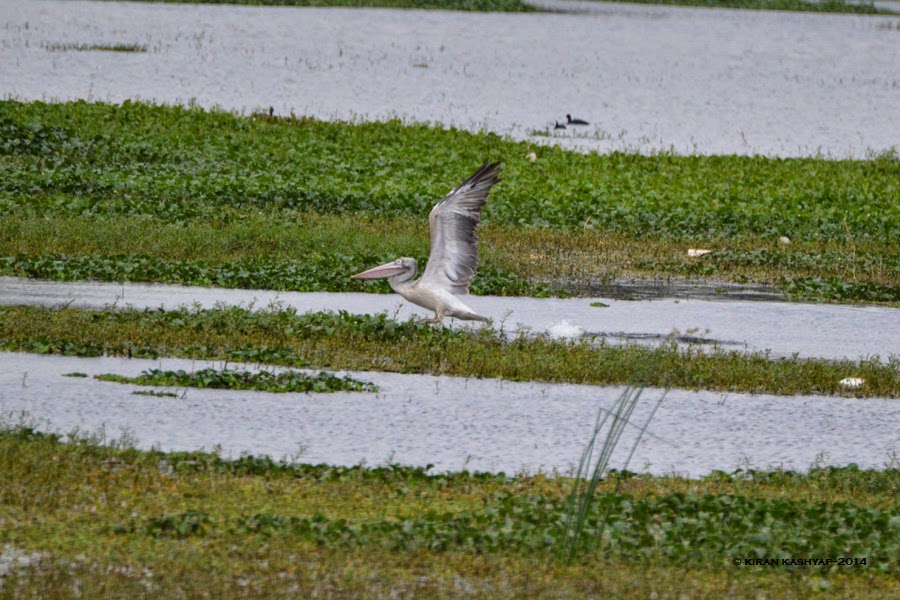 Take off.!, Agara Lake, Bangalore