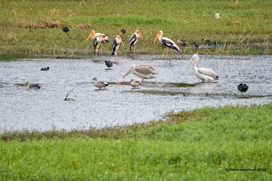 The Stork family, Agara Lake, Bangalore