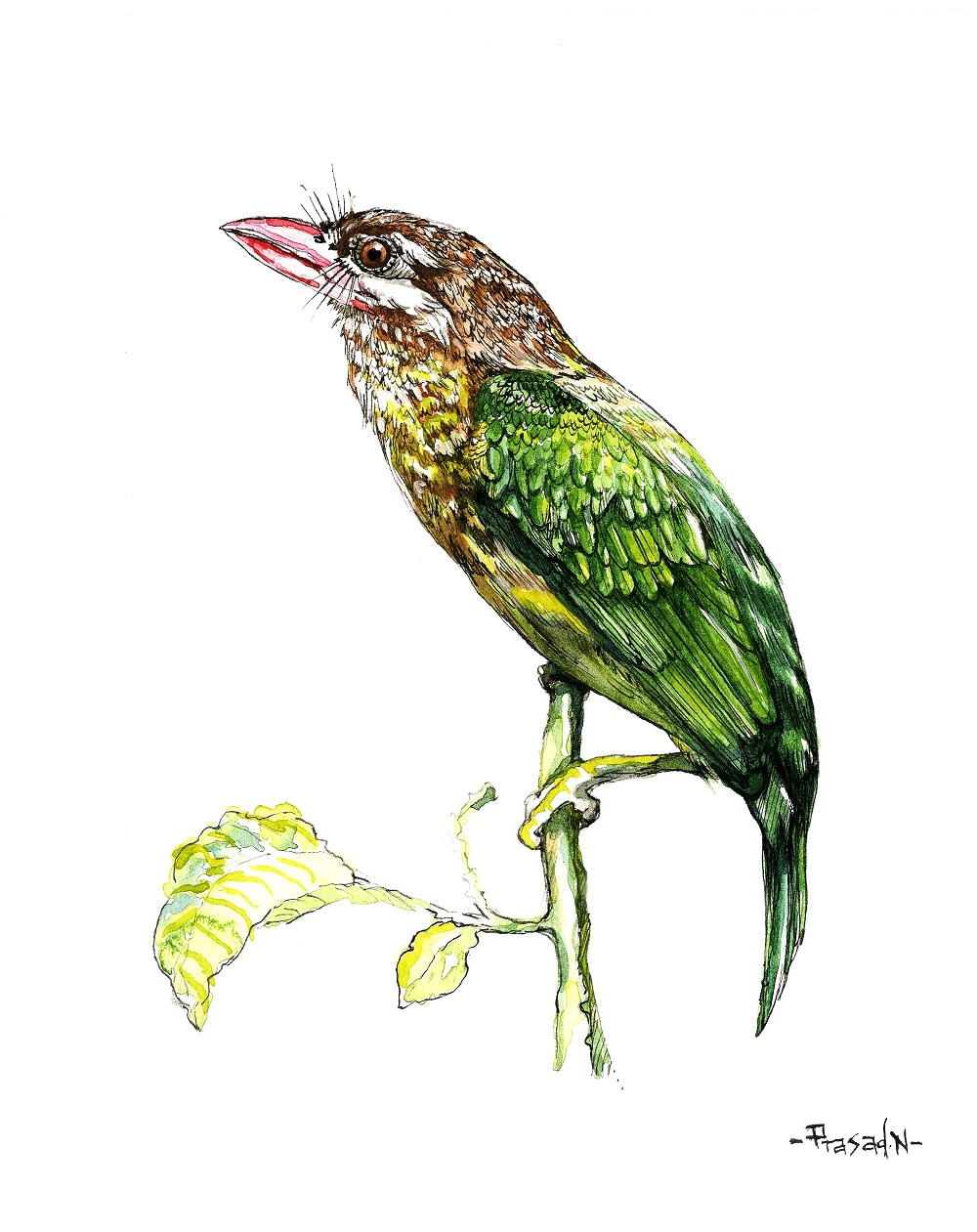 White Cheeked Barbett, Bangalore, Wildart talk with Prasad Natarajan - Wildlife Artist, Birds of Bangalore - Week 13