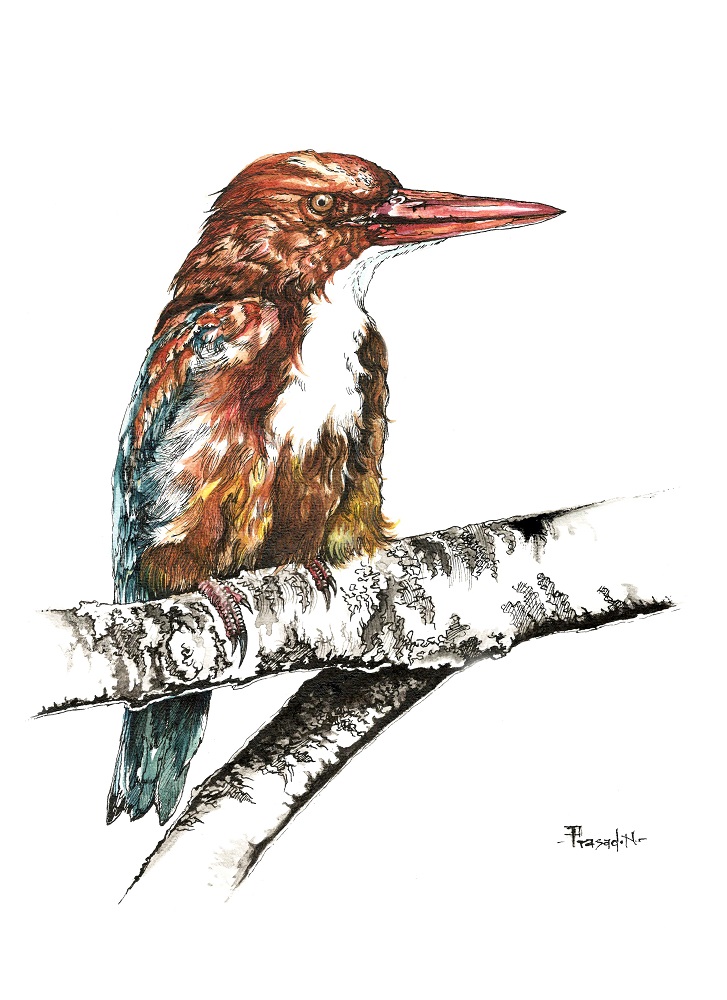 White Throated Kingfisher, Bangalore, Wildart talk with Prasad Natarajan - Wildlife Artist, Birds of Bangalore - Week 14