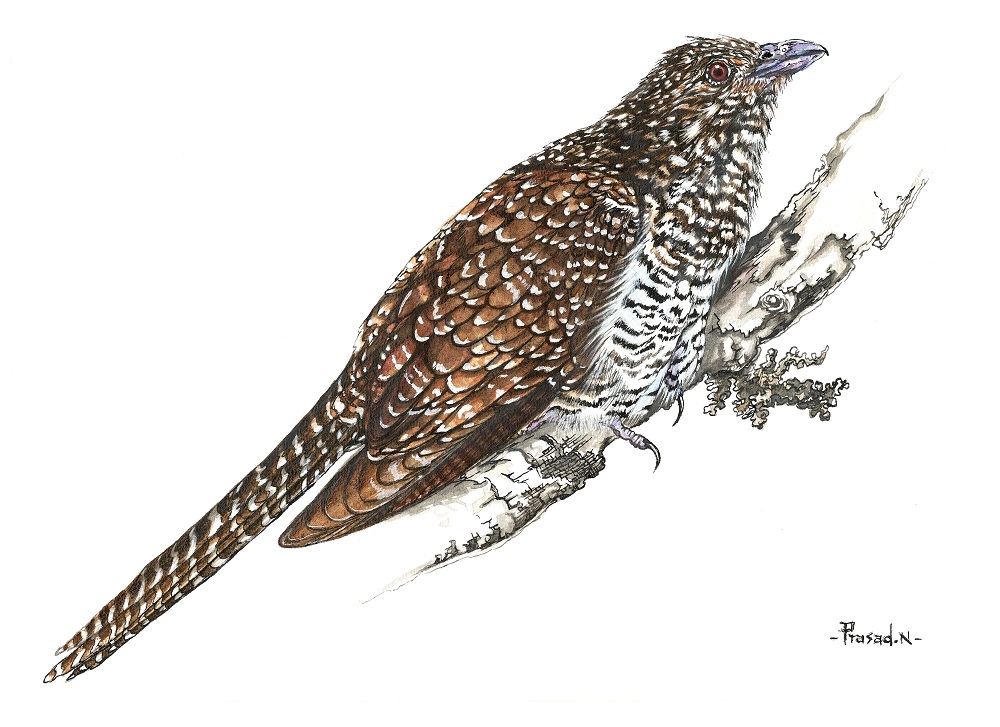 Asian Koel Female, Bangalore, Wildart talk with Prasad Natarajan - Wildlife Artist, Birds of Bangalore - Week 15