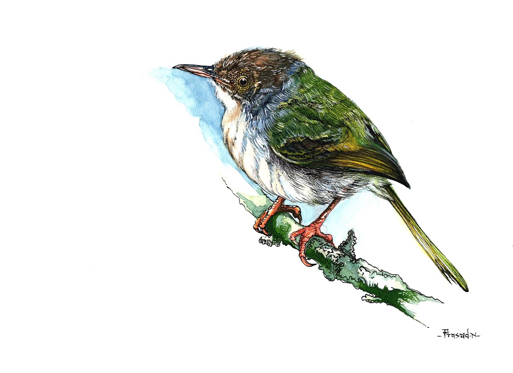 Common Tailor Bird, Bangalore, Wildart talk with Prasad Natarajan - Wildlife Artist, Birds of Bangalore - Week 17