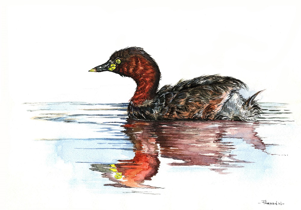 Little Grebe, Bangalore, Wildart talk with Prasad Natarajan - Wildlife Artist, Birds of Bangalore - Week 19