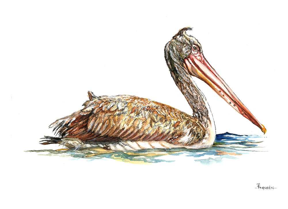 Spot billed Pelican, Bangalore, Wildart talk with Prasad Natarajan - Wildlife Artist, Birds of Bangalore - Week 20