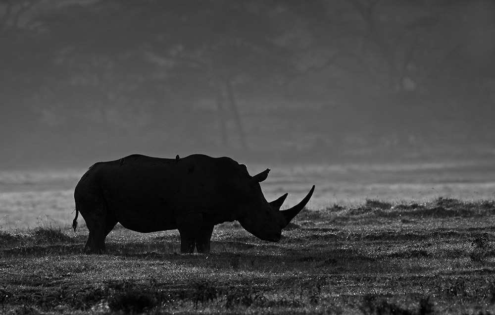 African Diaries - Monochrome by Suresh Basavaraju, Masai Mara, Nikon D4, Nikon 500mm f/4 VR, ISO 200, 1/800 @ f/8, -2 EV Exposure Compensation. White Rhino, Lake Nakuru, Kenya.