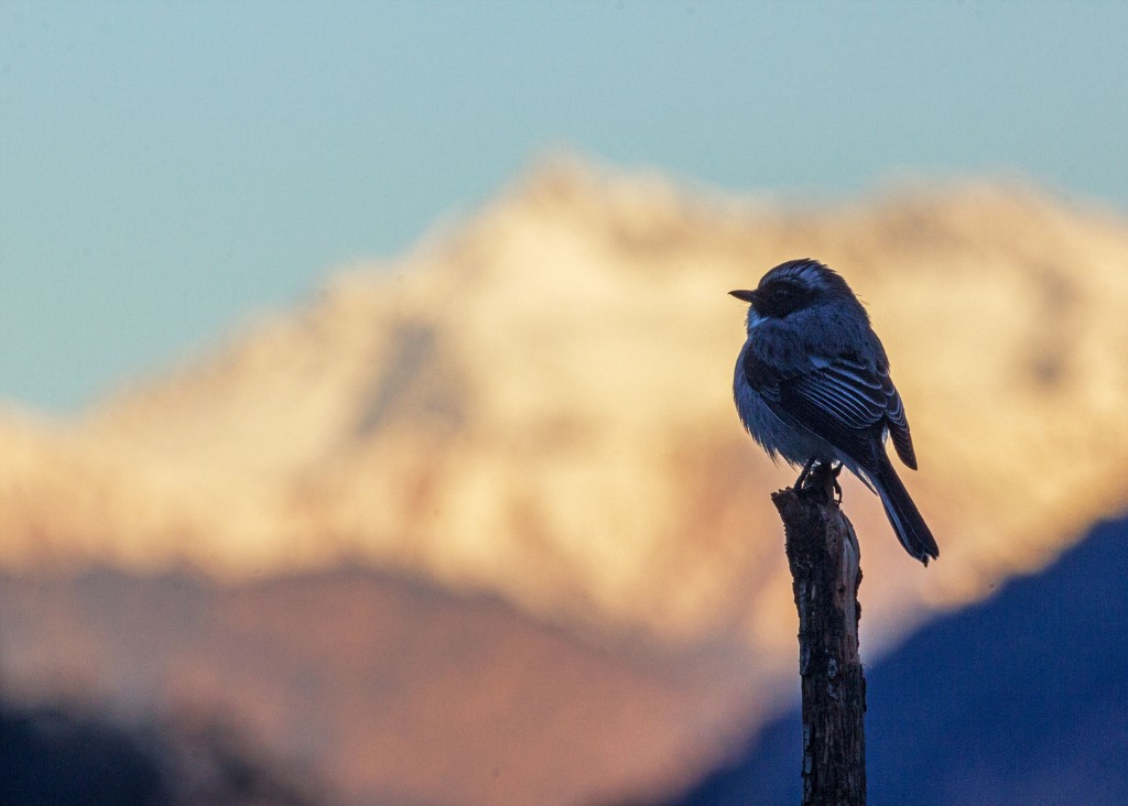 Grey Bushchat in its Himalayan Habitat, Himalayan Birds of Chopta, Deoriya, Makkumath