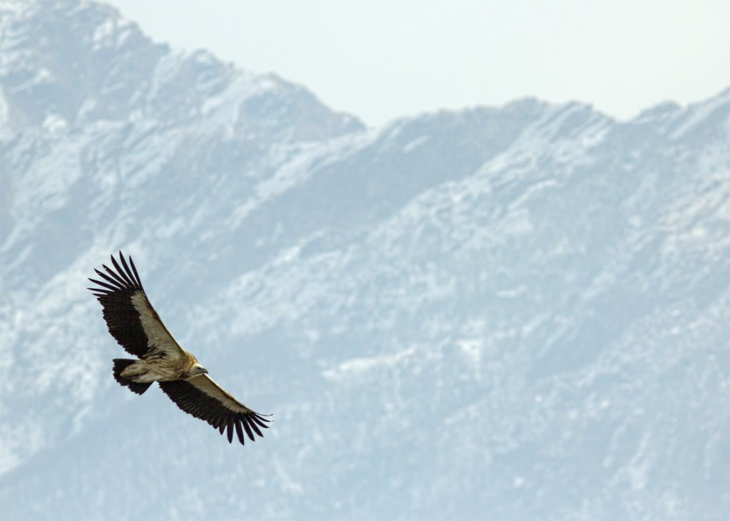 Himalayan Vulture in its Himalayan Habitat, Himalayan Birds of Chopta, Deoriya, Makkumath